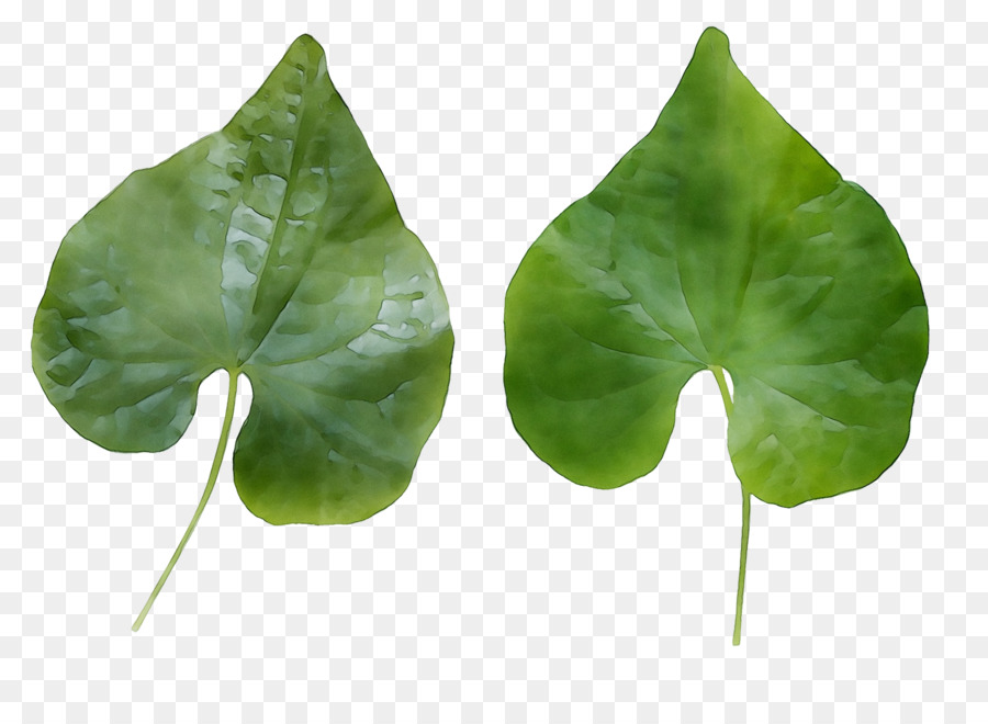 Hojas De Hiedra，Verde PNG