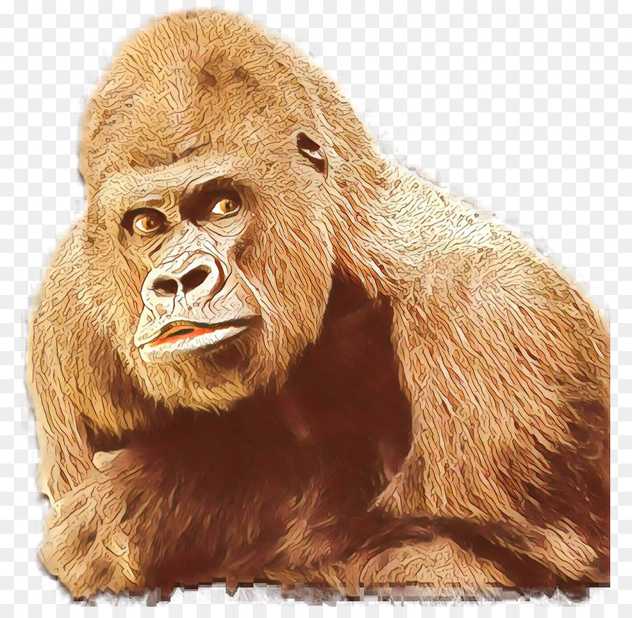 Gorila，Orangután PNG