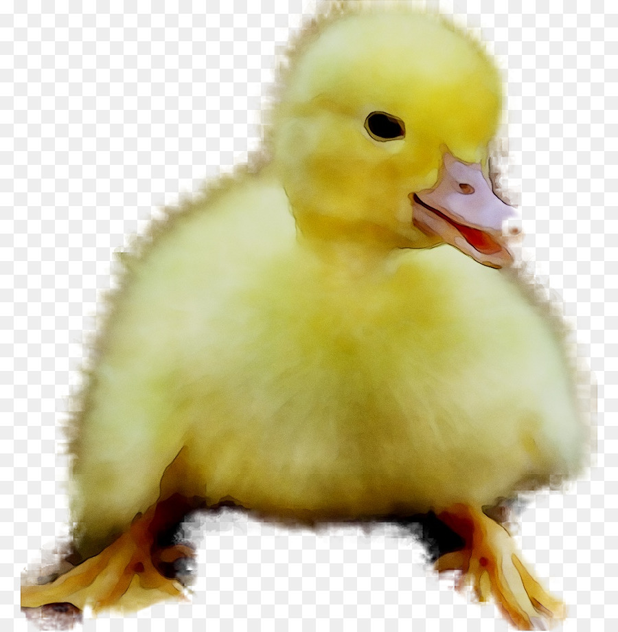 Pato，Pico PNG