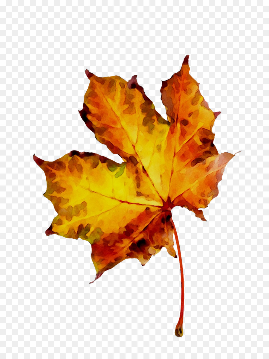 Hojas De Otoño，Caer PNG