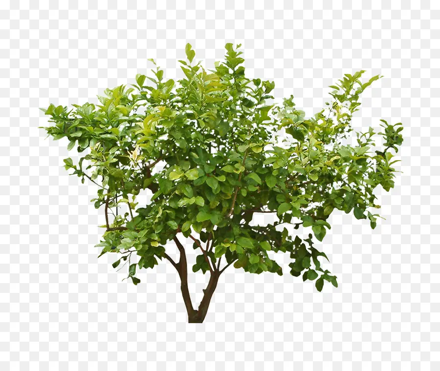 árbol Verde，Hojas PNG