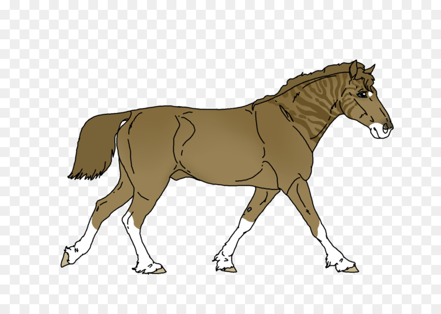 Caballo Cebra，Cebra PNG