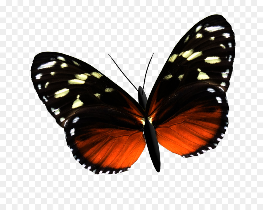 La Mariposa Monarca，Mariposa PNG