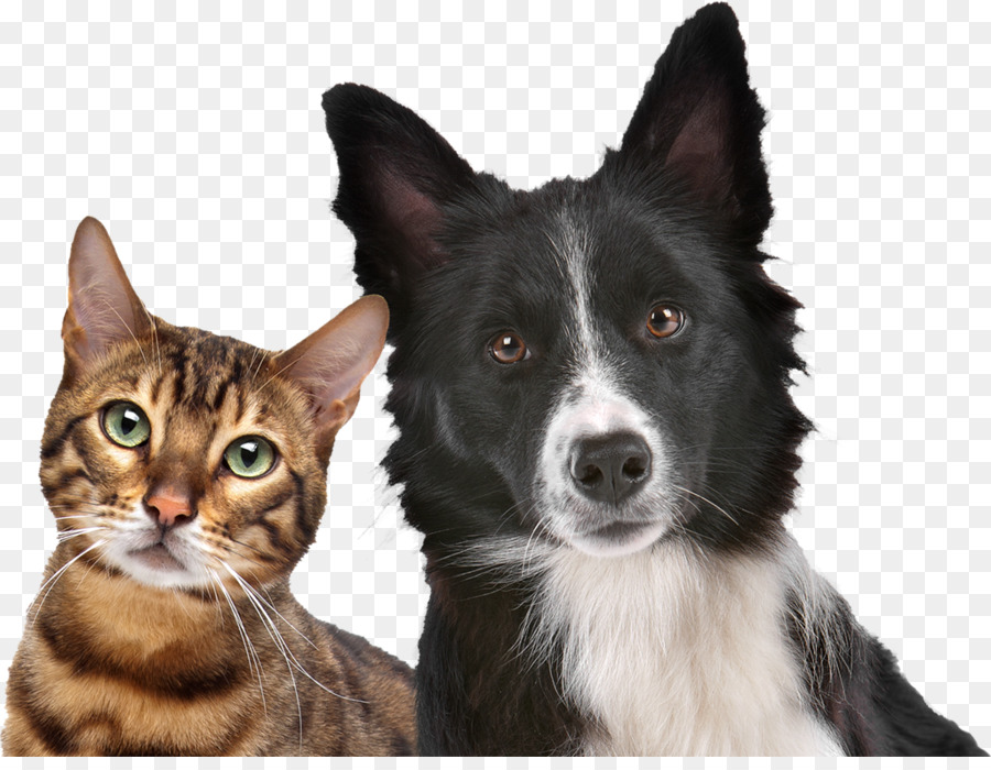 Gato，Perro PNG