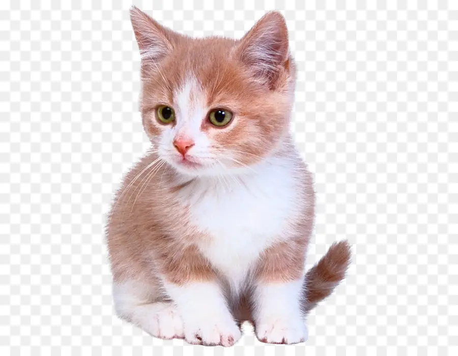 Gatito，Gato Munchkin PNG