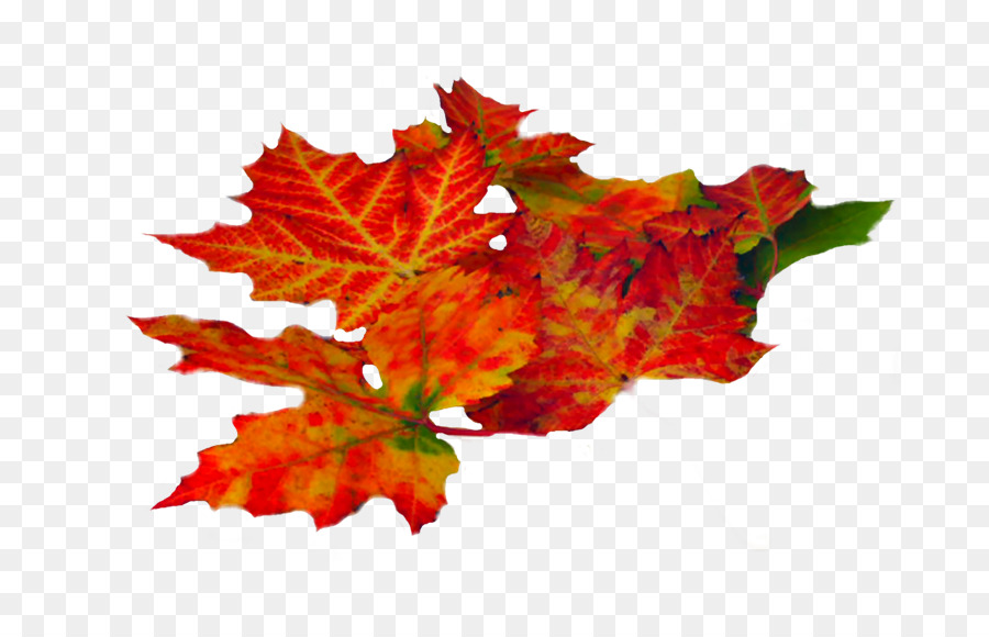 Otoño，Hoja PNG