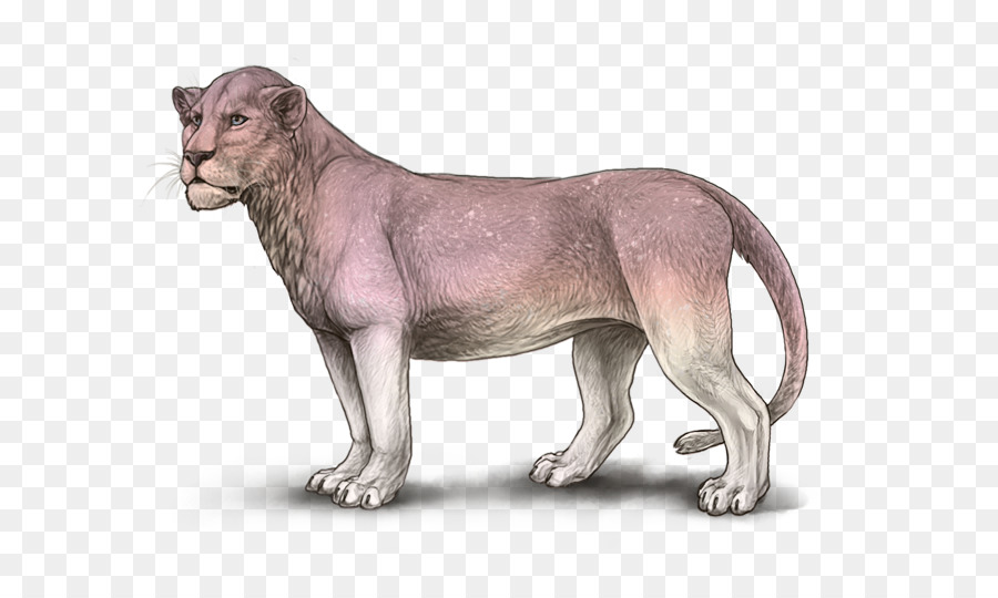 León，Felidae PNG