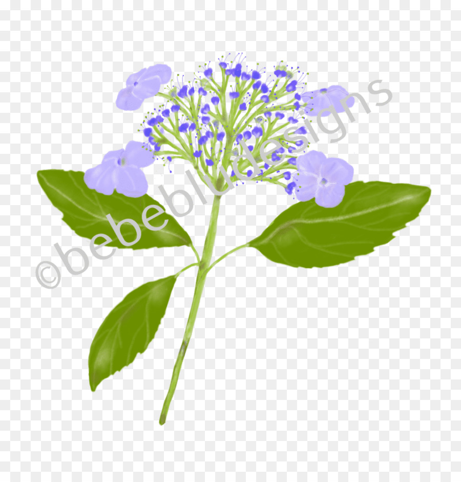 Hortensia，Planta Herbácea PNG