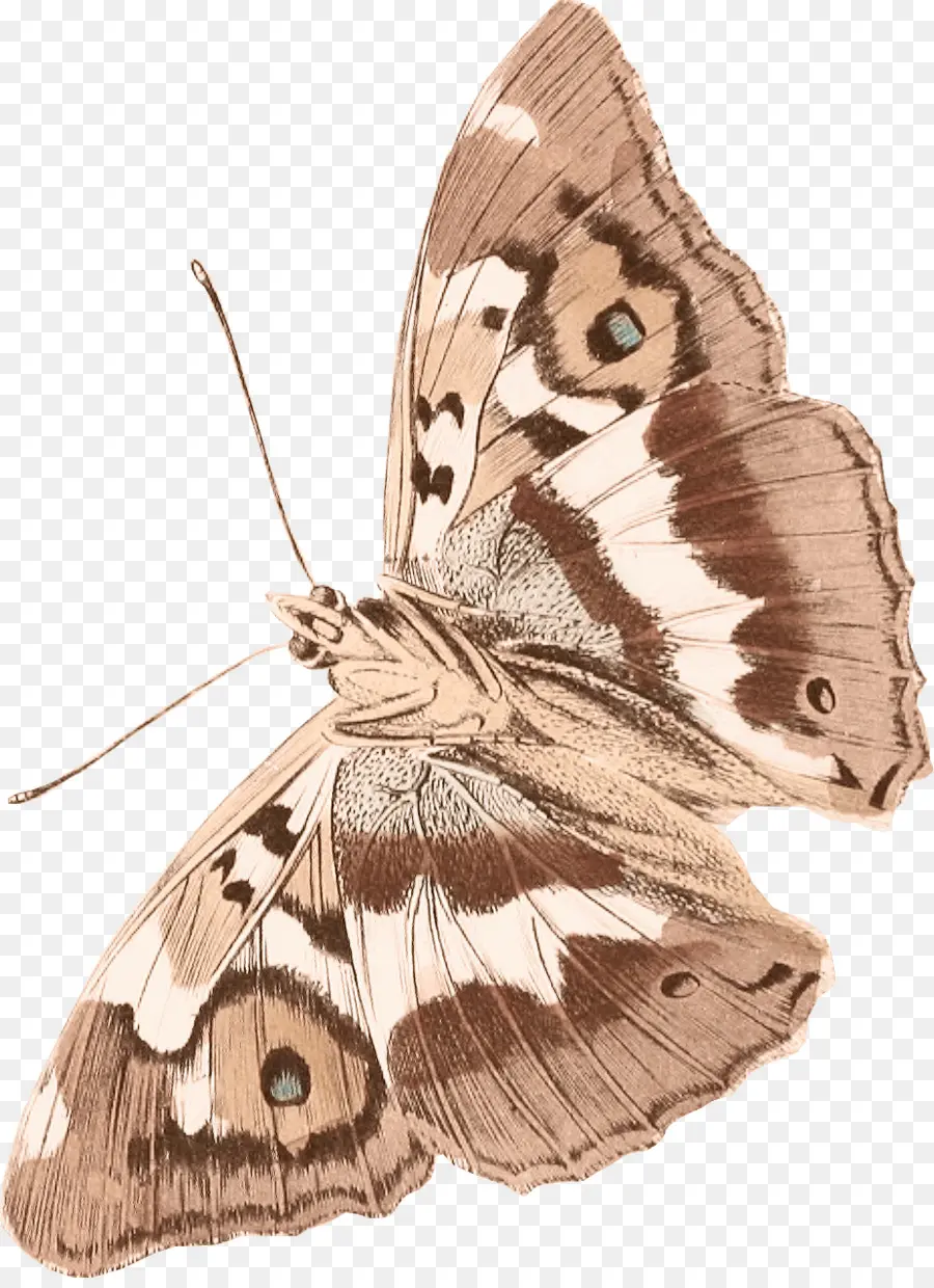 Mariposa，Alas PNG