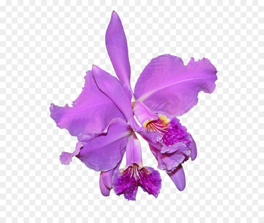 Orquídea Rosa，Floración PNG