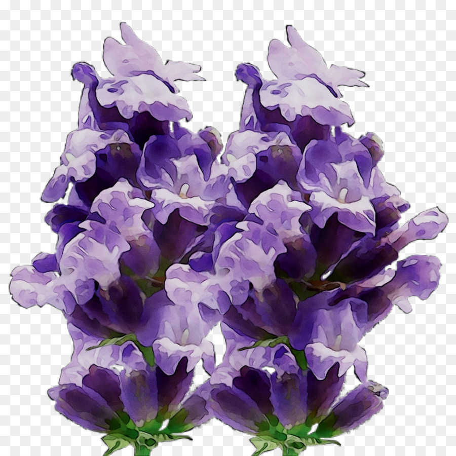 Flor，Florecer PNG