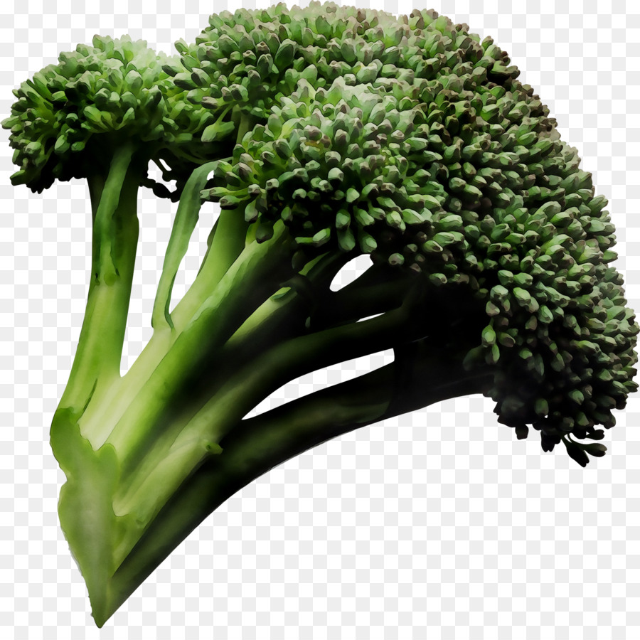 Brócoli，Brotes De Brócoli PNG