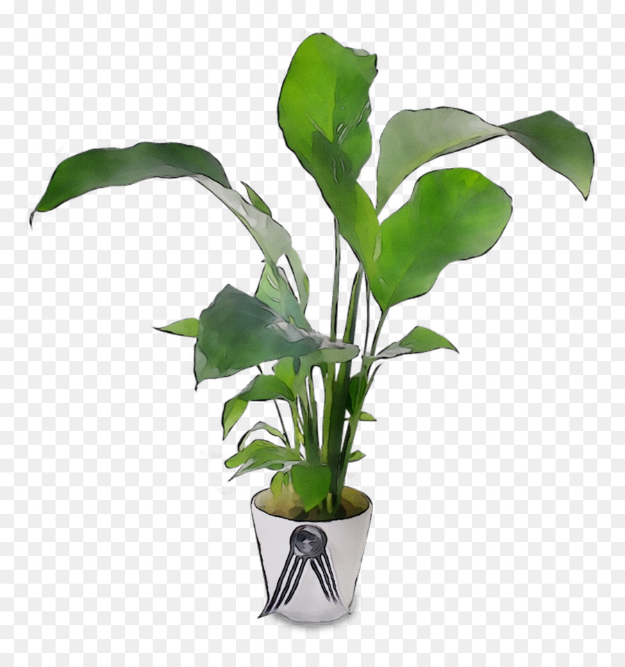 Fiddleleaf Fig，Planta De Interior PNG