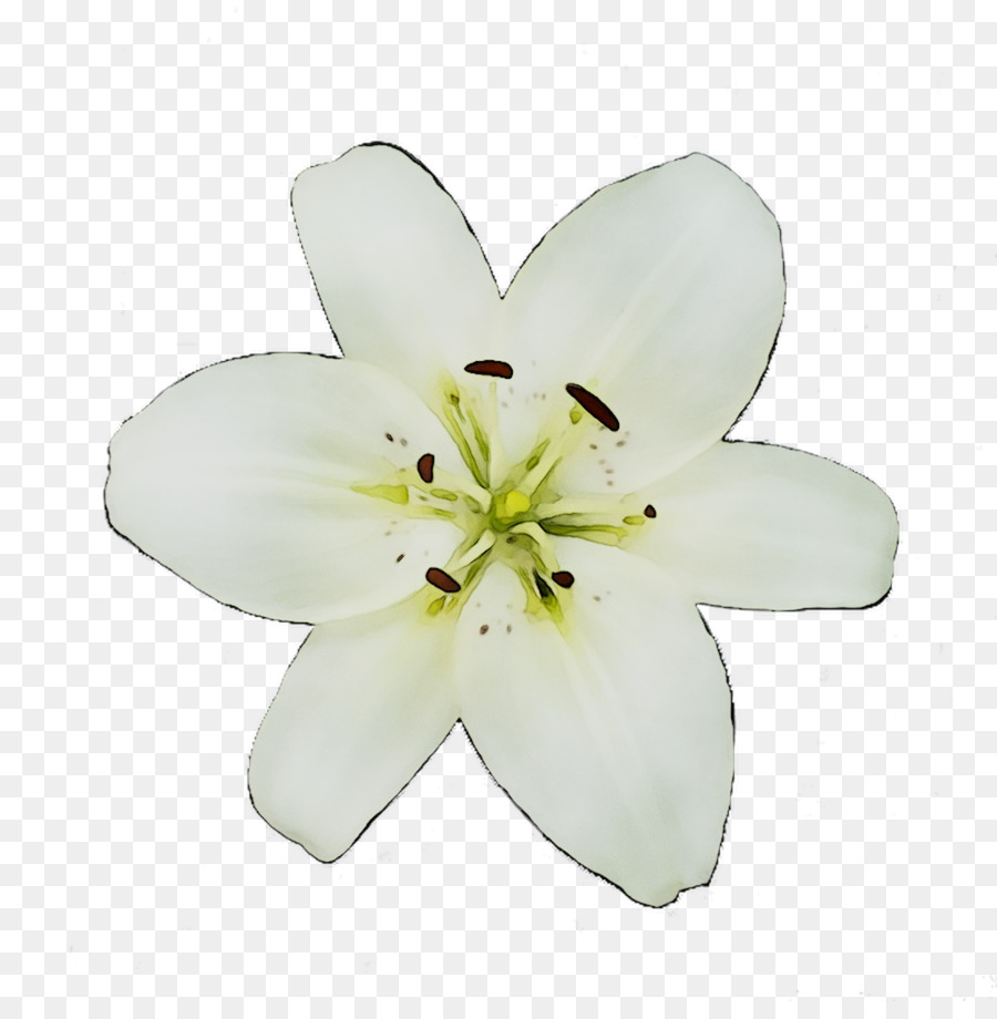 Las Flores Cortadas，Flor PNG