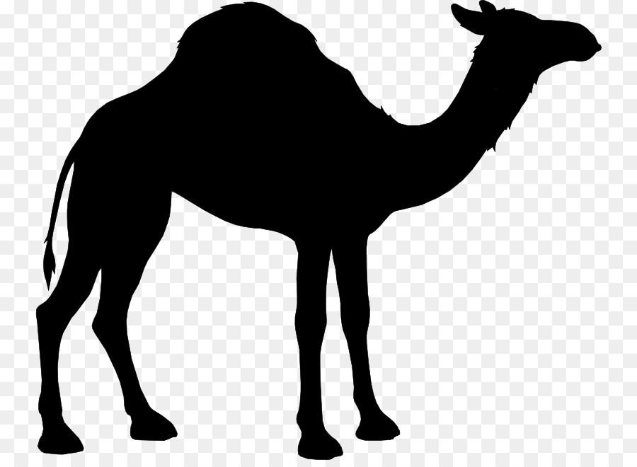 Camello，Camiseta PNG