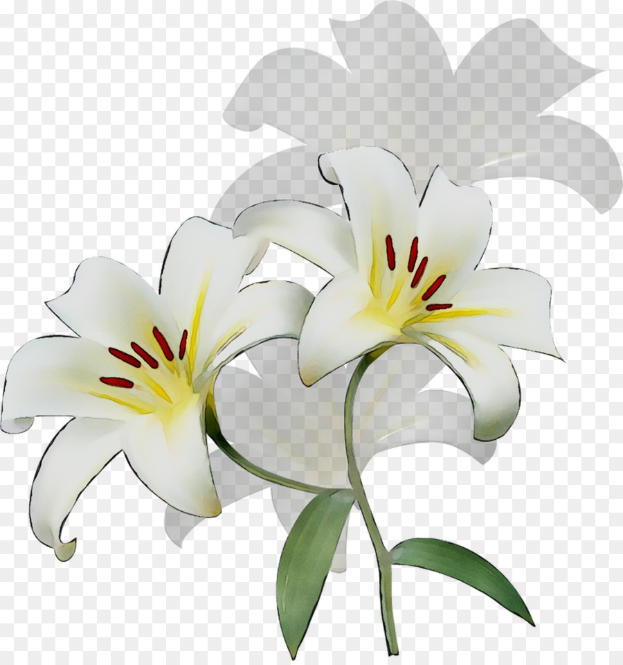 Las Flores Cortadas，Hemerocallis PNG