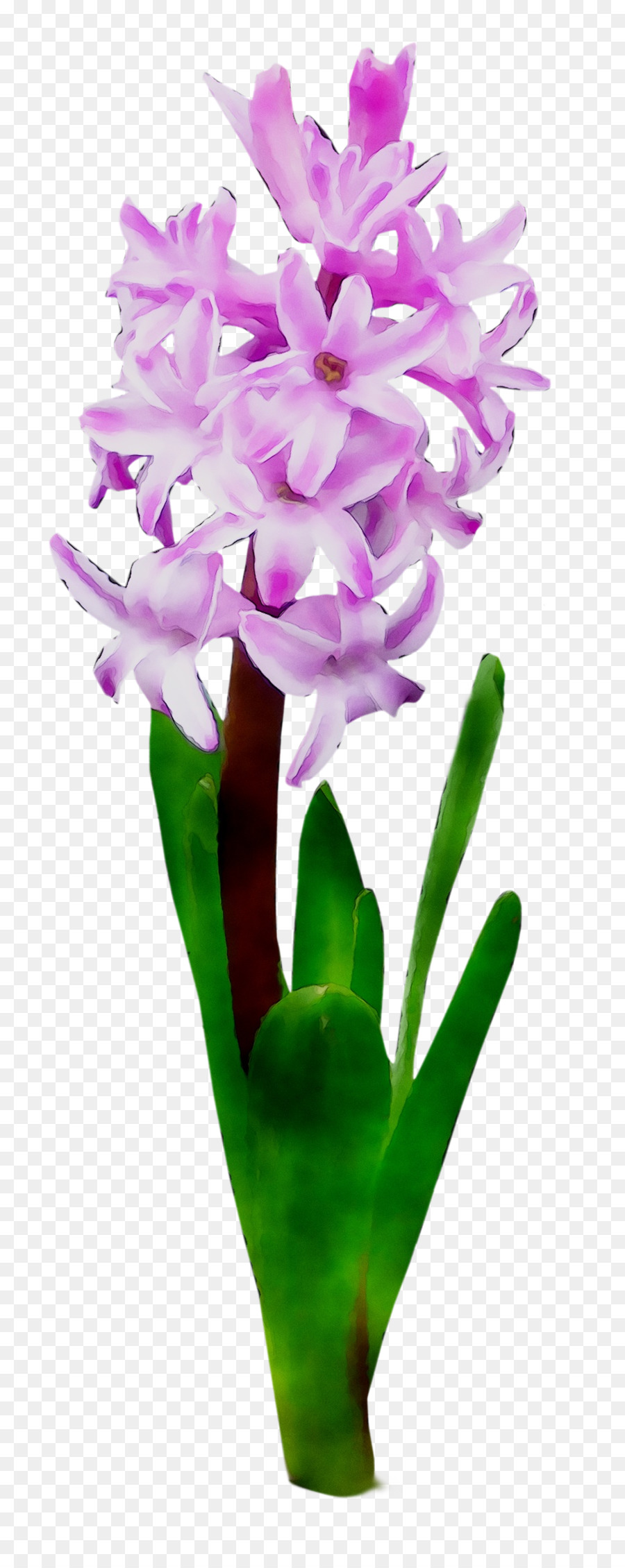 Las Orquídeas Cattleya，Flor PNG