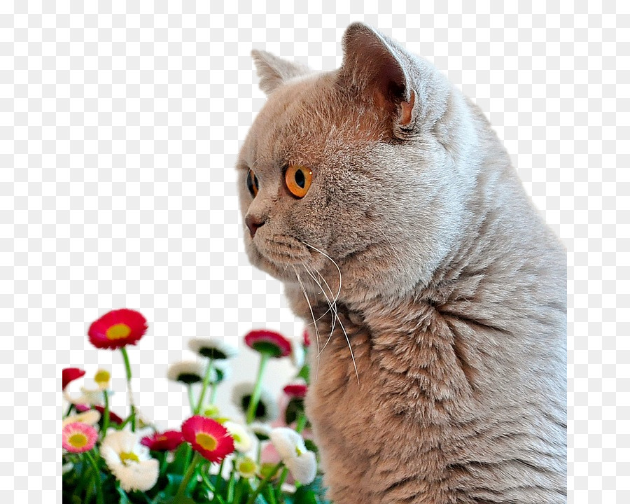 British Shorthair，Mona Lisa PNG