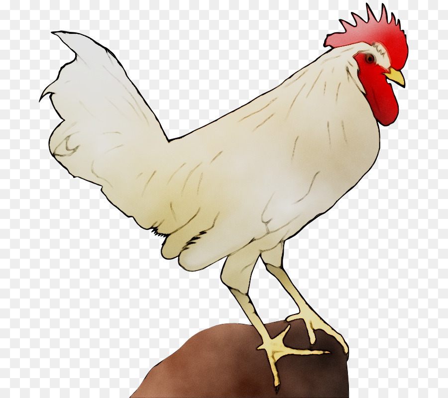 Pollo，Gallina PNG