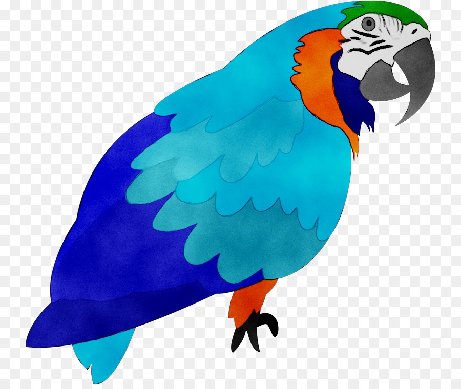 Loro Azul，Animal PNG