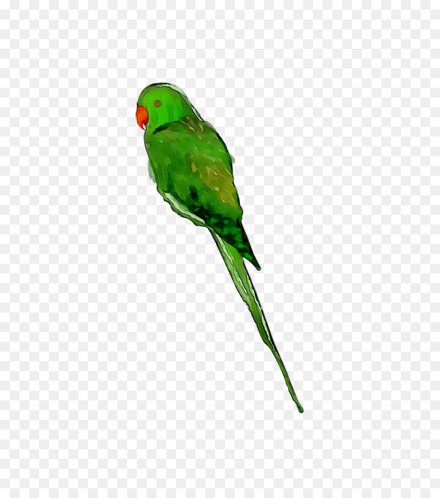 Agapornis，Guacamayo PNG