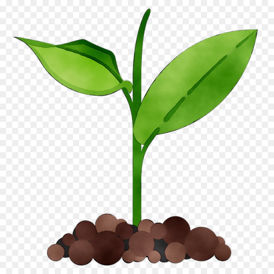 Hoja，Tallo De La Planta PNG