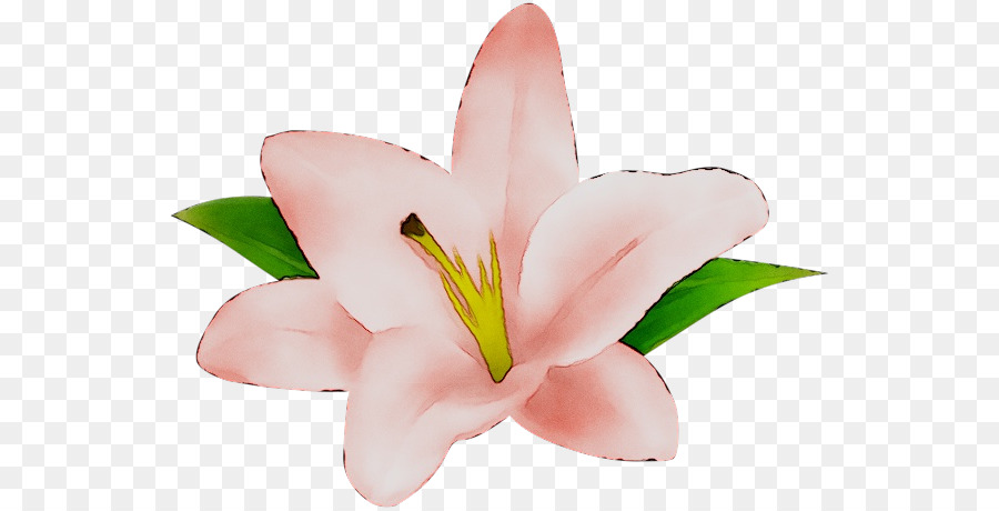 Las Flores Cortadas，Rosa M PNG