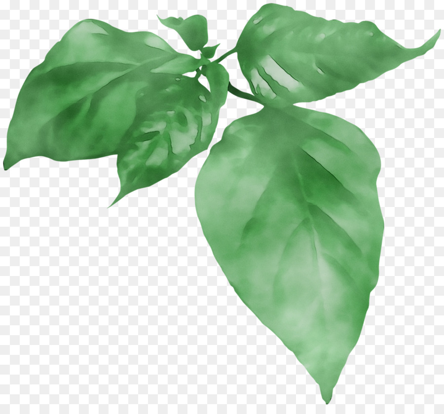 Hoja Verde，Planta PNG