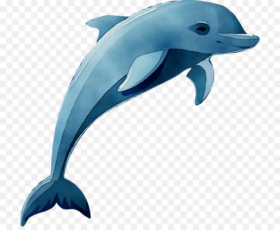 Delfín，Dibujo PNG