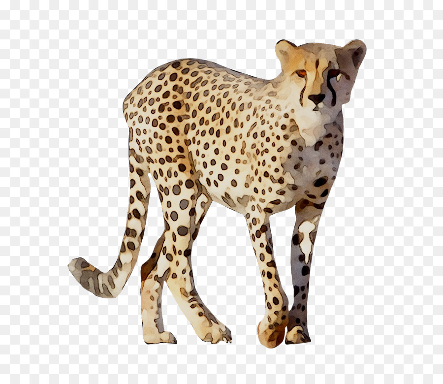 Guepardo，Leopardo PNG