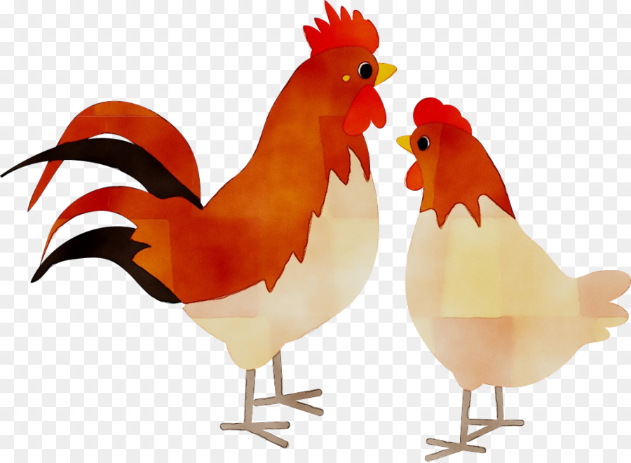 Gallo Y Gallina，Pollo PNG