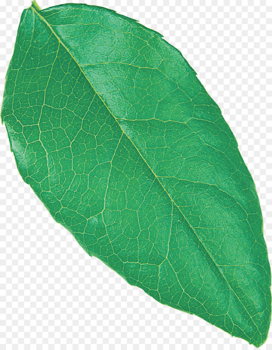 Hoja，Flor PNG