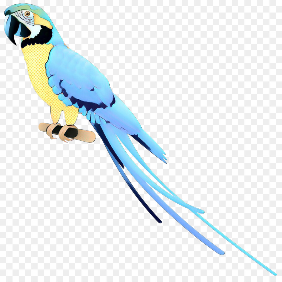 Guacamayo，Parakeet PNG