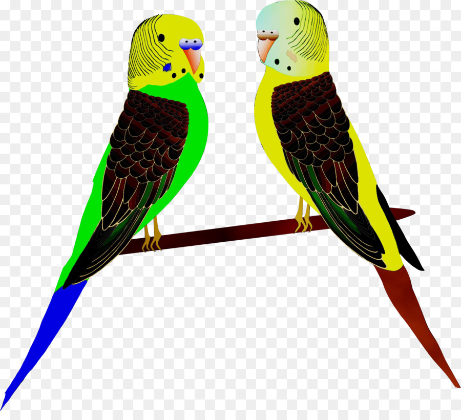 Guacamayo，Parakeet PNG