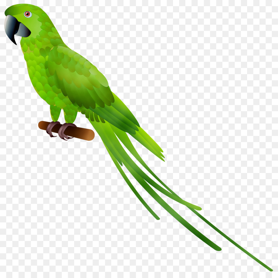 Loro，Aves PNG