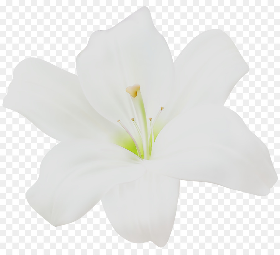 Jersey Lily，Las Flores Cortadas PNG