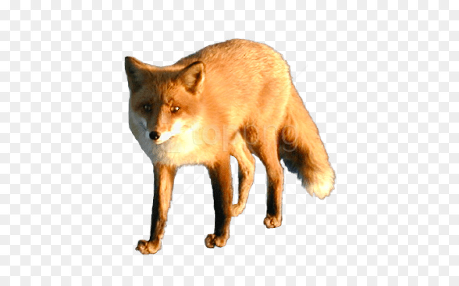 Zorro Rojo，Fox PNG