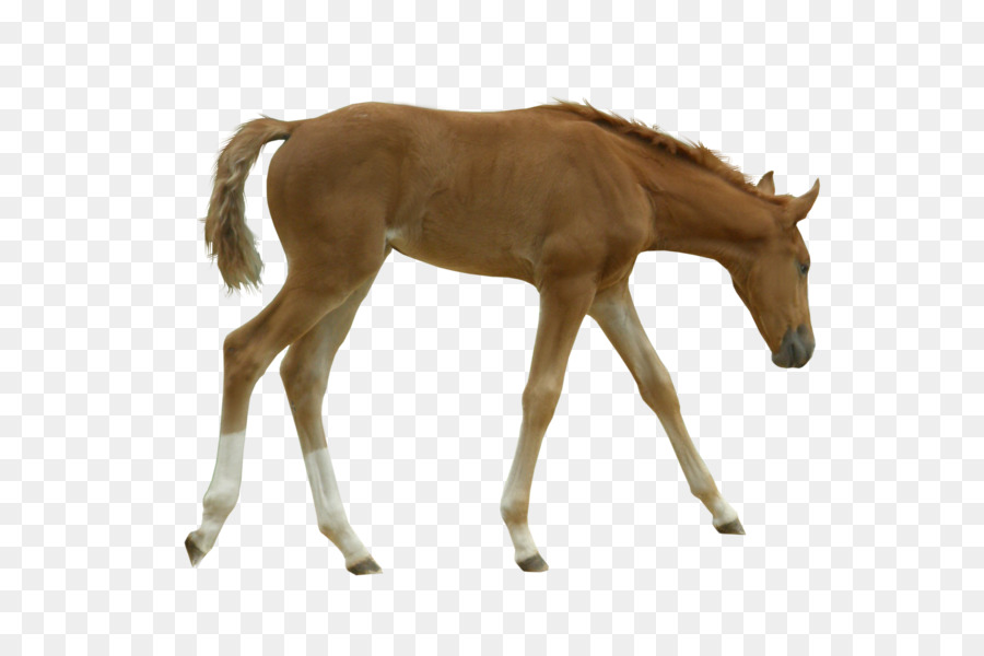 Mustang，Potro PNG