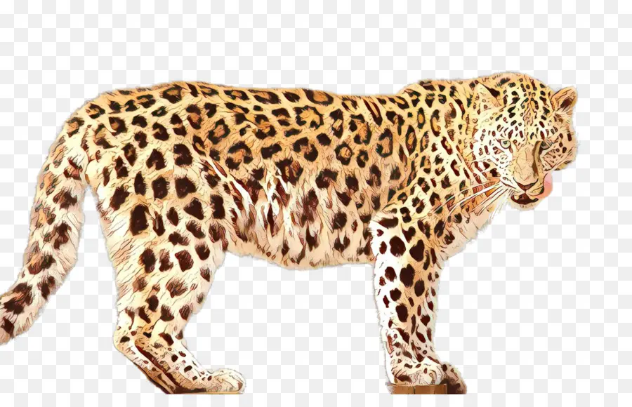 Leopardo，Felino De Gran Tamaño PNG