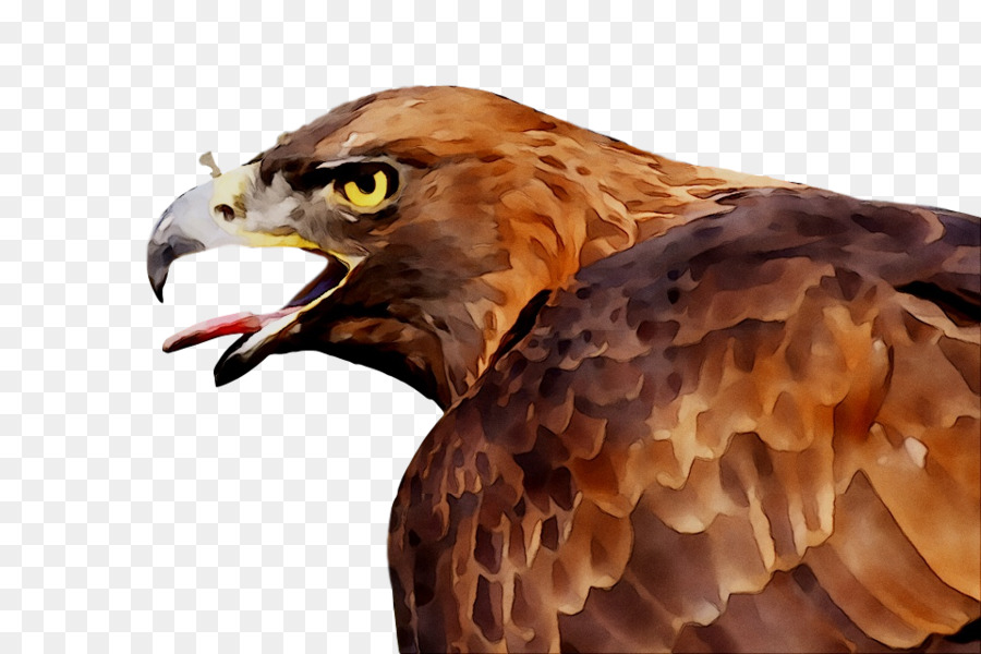 águila，Aves PNG