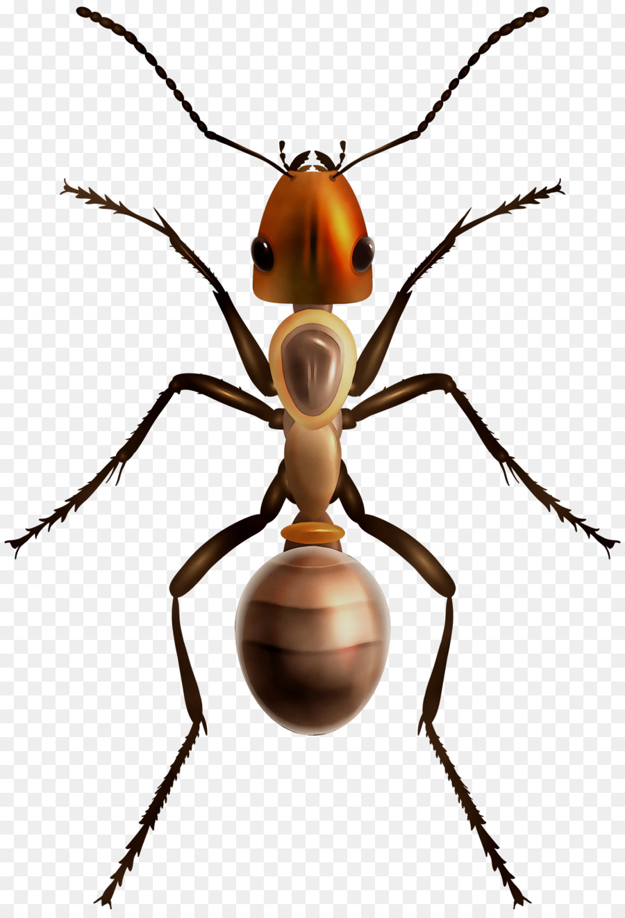 Hormiga，Bicho PNG