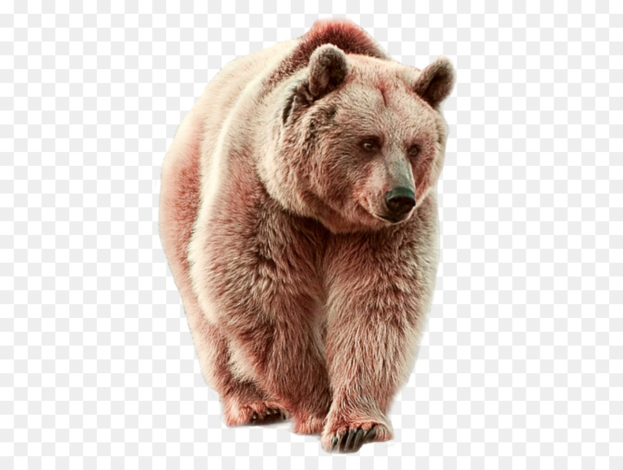 Oso，Oso Polar PNG