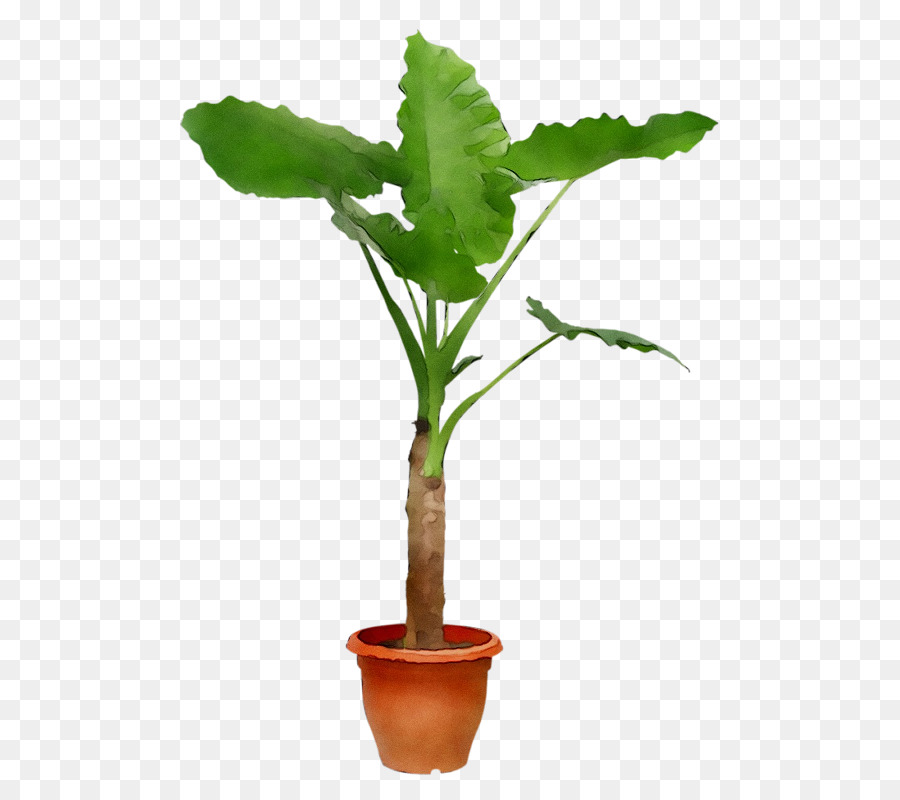 Maceta，Planta De Interior PNG