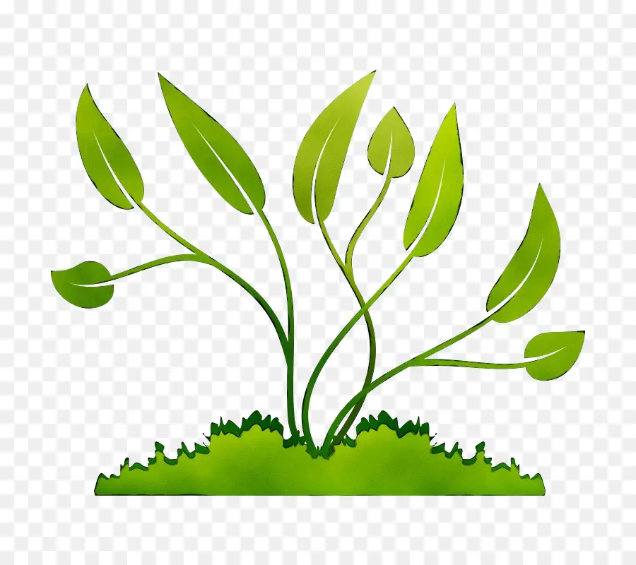 Las Plantas，Tallo De La Planta PNG