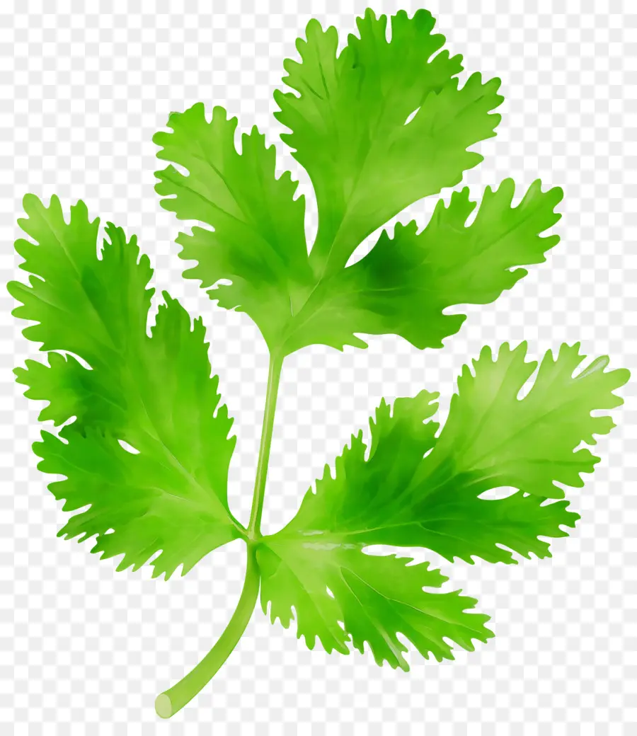 Perejil，Cilantro PNG