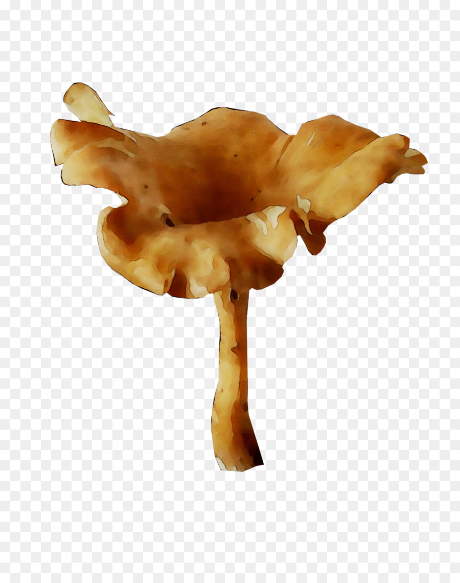 Champiñón，Hongos PNG