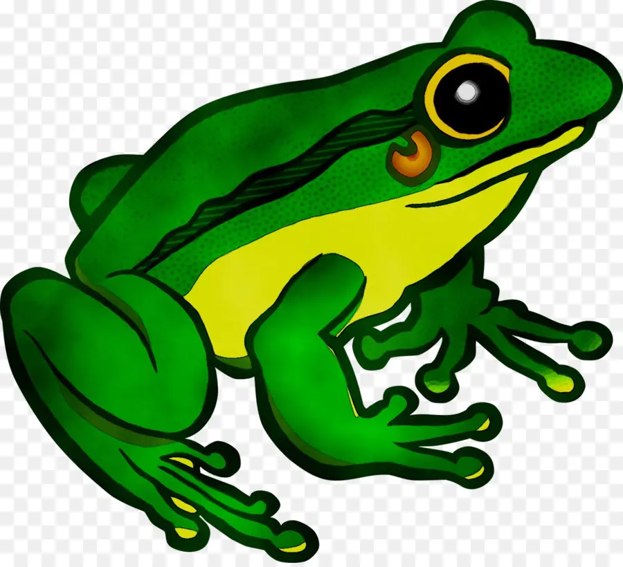 Rana，Flying Frog PNG