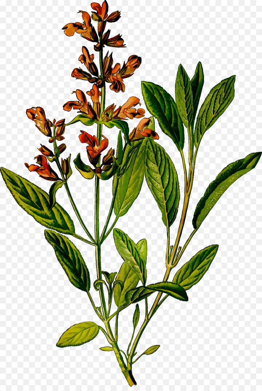 Planta De Hierba，Hojas PNG