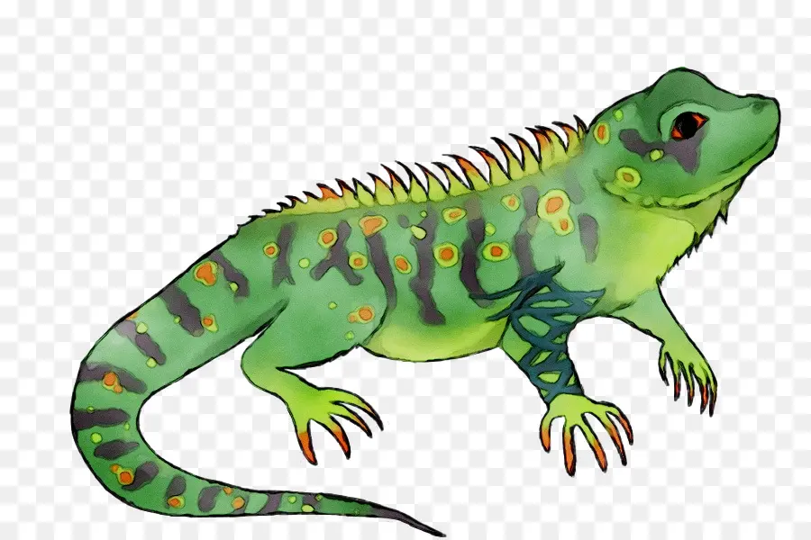 Iguanas，Geco PNG