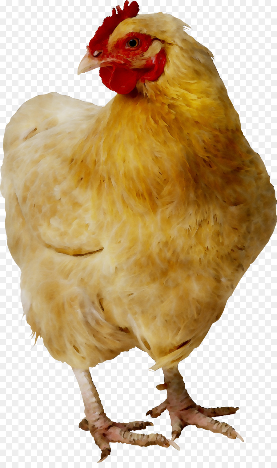 Pollo Como Alimento，Cornish Pollo PNG